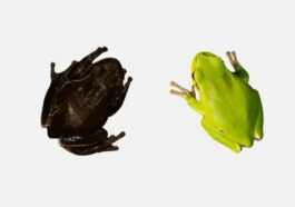 Nous savons maintenant pourquoi les grenouilles de la zone d'exclusion de Tchernobyl sont plus sombres 55 Nous Savons Maintenant Pourquoi Les Grenouilles De La Zone D'exclusion