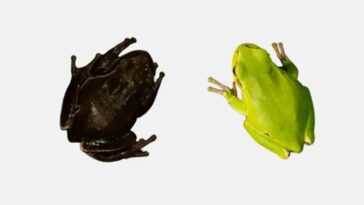 Nous Savons Maintenant Pourquoi Les Grenouilles De La Zone D'exclusion