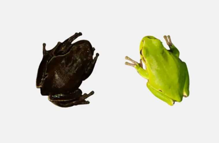 Nous savons maintenant pourquoi les grenouilles de la zone d'exclusion de Tchernobyl sont plus sombres 1 Nous Savons Maintenant Pourquoi Les Grenouilles De La Zone D'exclusion