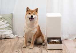 Xiaomi Food Feeder : Avons Nous Vraiment Besoin D'une Technologie Intelligente