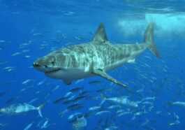 Il échappe à Un Requin Grâce Aux Dauphins : Ainsi