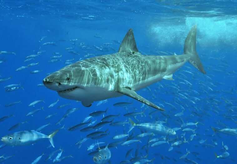 Il échappe à un requin grâce aux dauphins : ainsi un surfeur australien est revenu sain et sauf à terre 1 Il échappe à Un Requin Grâce Aux Dauphins : Ainsi