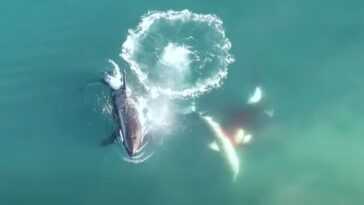 Grand Requin Blanc Attaqué Et Tué Par Des épaulards: Le