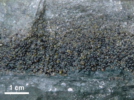 L'astéroïde qui a provoqué l'extinction des dinosaures a provoqué un tremblement de terre monstrueux qui a duré des semaines ou des mois 4 Les sphérules de verre générées après l'impact de l'astéroïde. Crédit : Hermann Bermudez