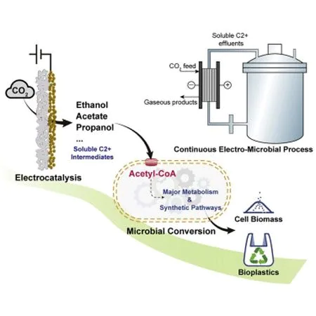 Représentation graphique de la conversion du système de captage du CO2 2 en bioplastique / Crédit : Chem