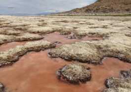 Le Précieux écosystème Du Grand Lac Salé Est Sur Le