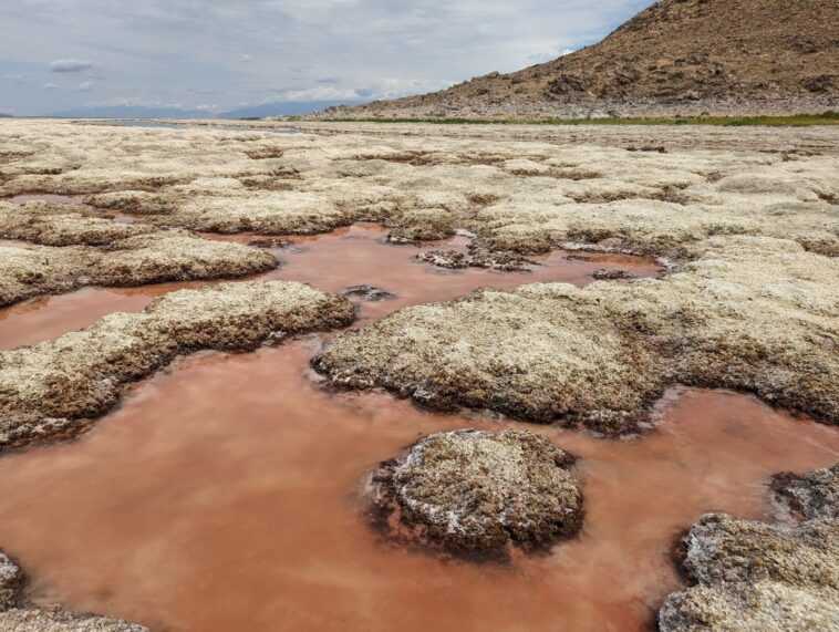 Le précieux écosystème du Grand Lac Salé est sur le point de s'effondrer et ce n'est que la faute de l'homme 1 Le Précieux écosystème Du Grand Lac Salé Est Sur Le