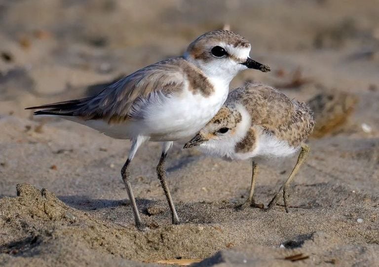 Les populations de vertébrés se sont effondrées de 69% à cause de l'homme : détruites en seulement 50 ans 3 Le réfectoire est un oiseau en grave déclin en Italie. Crédit : Andrea Centini