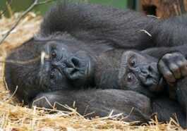Les Populations De Vertébrés Se Sont Effondrées De 69% à
