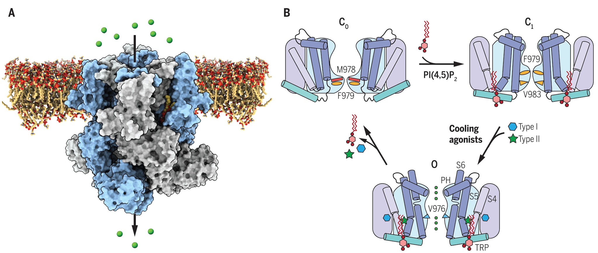 Activation du canal ionique TRPM8 dépendante des agonistes de refroidissement et PIP2.  (A) Le canal ionique TRPM8 dans la bicouche de la membrane cellulaire.  (B) Réarrangements conformationnels / Science.