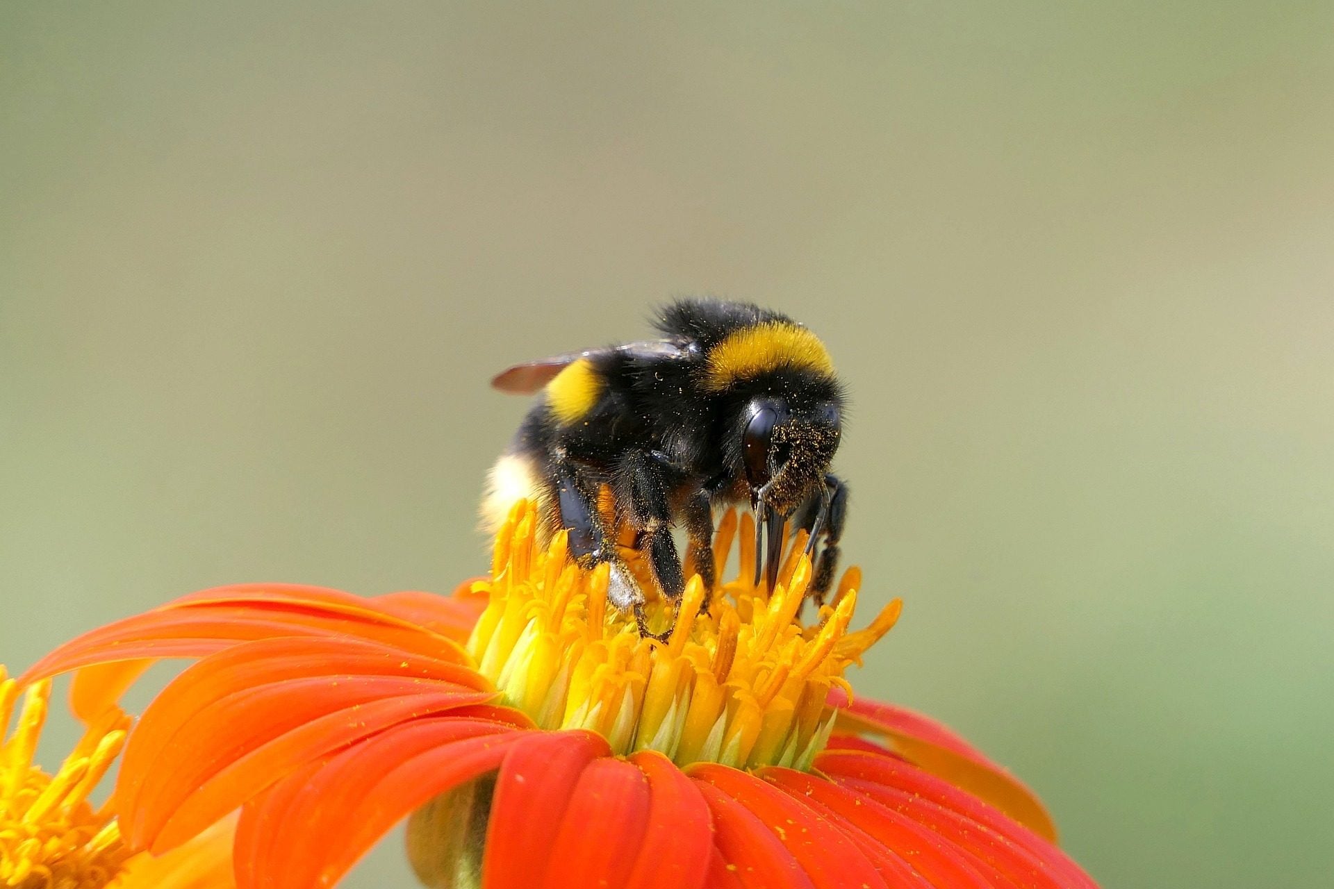 1665850532 650 Le pesticide le plus repandu abime la vue des bourdons