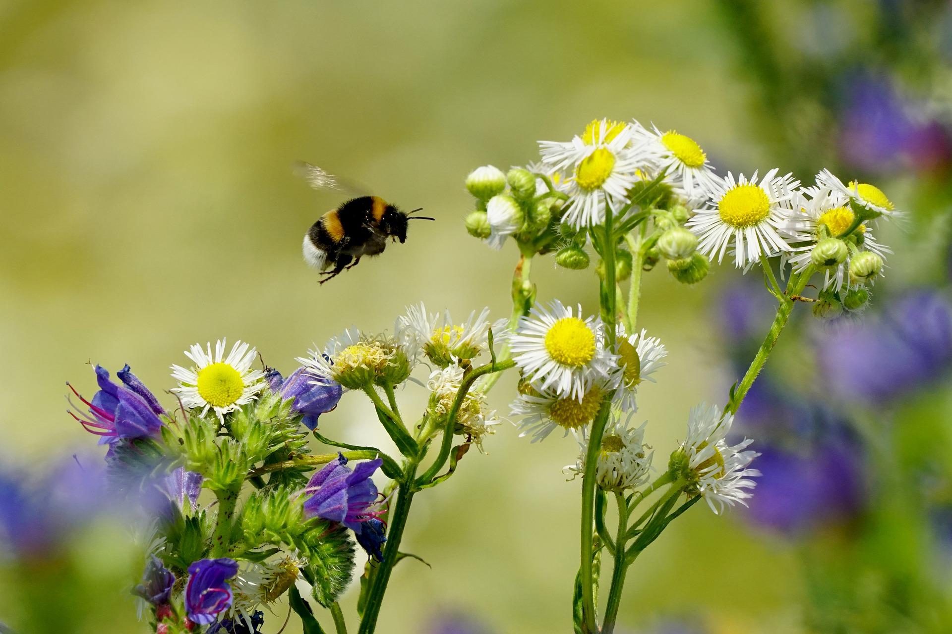 1665850533 658 Le pesticide le plus repandu abime la vue des bourdons