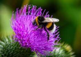 Le pesticide le plus répandu abîme la vue des bourdons et altère leur mémoire : nous les torturons 58 Le Pesticide Le Plus Répandu Abîme La Vue Des Bourdons
