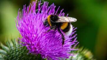 Le Pesticide Le Plus Répandu Abîme La Vue Des Bourdons