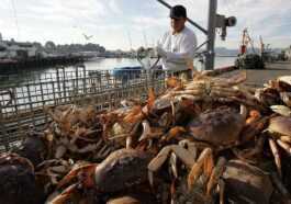 Des Milliards De Coquillages En Moins Dans Les Mers D'alaska