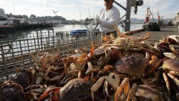 Des Milliards De Coquillages En Moins Dans Les Mers D'alaska