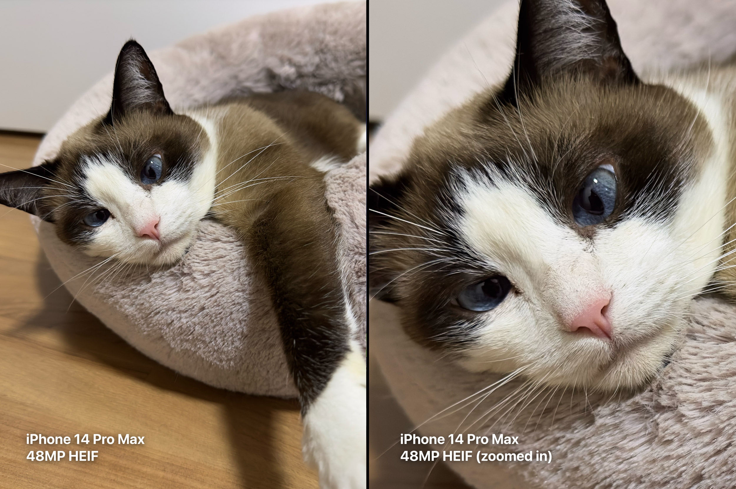 Demande de fonctionnalité : l'iPhone 14 Pro a besoin d'une option pour prendre des photos non RAW 48MP (sans Smart HDR) Demande de fonctionnalité : l'iPhone 14 Pro a besoin d'une option pour prendre des photos non RAW 48MP (sans Smart HDR)