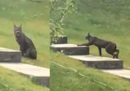 Magnifique Lynx Noir Du Canada Repéré Pour La Première Fois