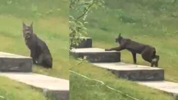 Magnifique Lynx Noir Du Canada Repéré Pour La Première Fois