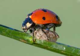 Coccinelles "zombies" Dans La Province De Nice : Un Parasite