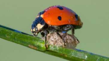 Coccinelles "zombies" dans la province de Nice : un parasite les infecte et les tue comme dans Alien 26 Coccinelles "zombies" Dans La Province De Nice : Un Parasite