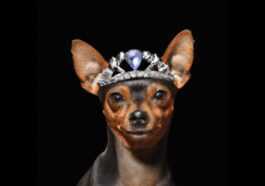Vous Souhaitez Transformer Votre Chien En Bijou ? Cette Agence