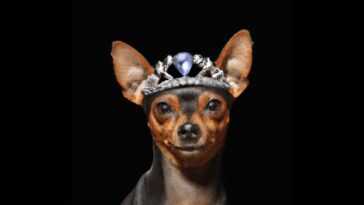 Vous Souhaitez Transformer Votre Chien En Bijou ? Cette Agence