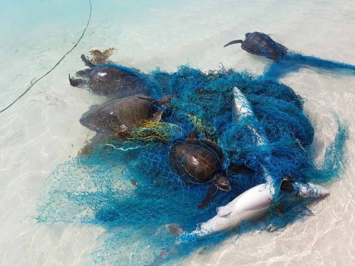 Requins et tortues tués par un filet fantôme.  Crédit : Martin Stelfox