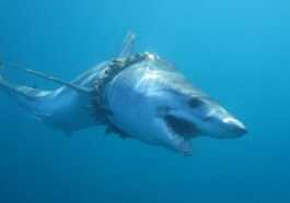 Chaque Année, Suffisamment De Lignes De Pêche Et De Filets