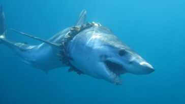 Chaque année, suffisamment de lignes de pêche et de filets finissent dans la mer pour envelopper la Terre 18 fois 20 Chaque Année, Suffisamment De Lignes De Pêche Et De Filets