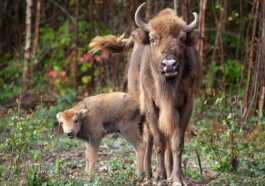 Un Petit Bison Sauvage Est Né En Angleterre Cela
