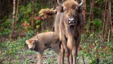 Un petit bison sauvage est né en Angleterre - cela ne s'était pas produit depuis des milliers d'années 15 Un Petit Bison Sauvage Est Né En Angleterre Cela