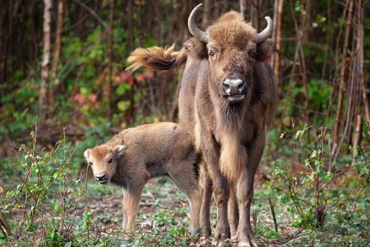 Un petit bison sauvage est né en Angleterre - cela ne s'était pas produit depuis des milliers d'années 1 Un Petit Bison Sauvage Est Né En Angleterre Cela