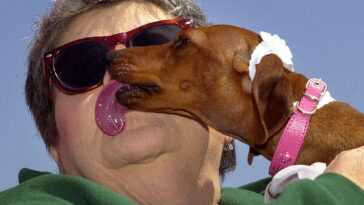 Que faire si le chien vous lèche le visage et pourquoi c'est dangereux 11 Que Faire Si Le Chien Vous Lèche Le Visage Et