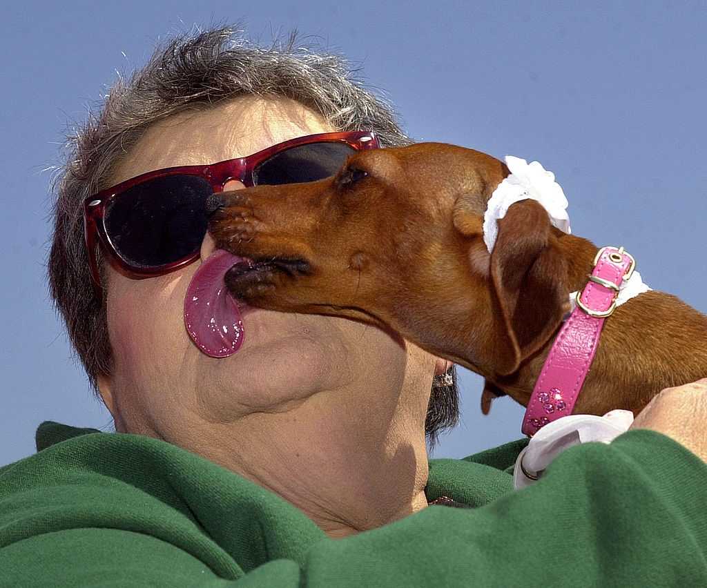 Que Faire Si Le Chien Vous Lèche Le Visage Et
