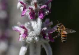 Les Abeilles Savent Lire Les Chiffres Comme Nous
