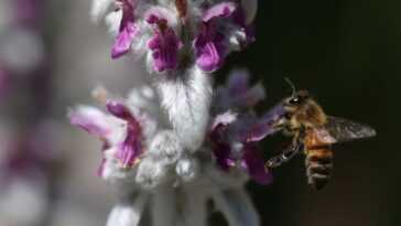 Les abeilles savent lire les chiffres comme nous 2 Les Abeilles Savent Lire Les Chiffres Comme Nous