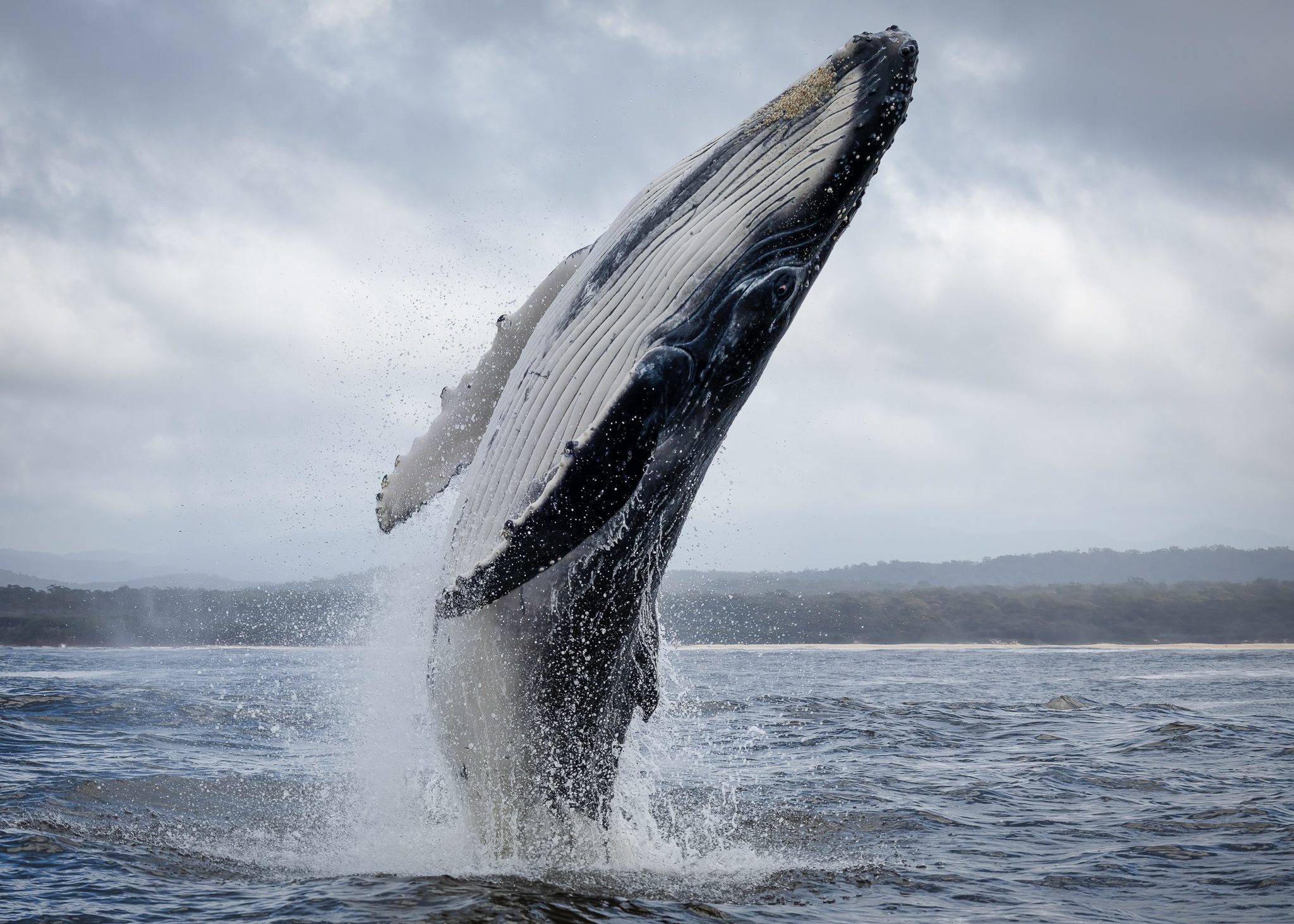 Un saut de la mère. Crédit : Sapphire Coastal Adventures / Facebook