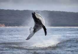 La Petite Baleine Saute Comme Un Dauphin à Côté De