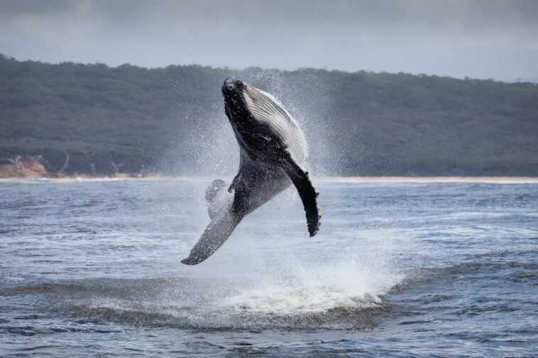 La petite baleine saute comme un dauphin à côté de maman - les magnifiques clichés d'Australie 1 La Petite Baleine Saute Comme Un Dauphin à Côté De