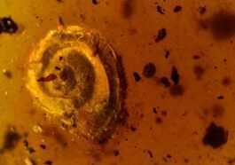 Extraordinaire Escargot Poilu Préhistorique Découvert Dans Un Bloc D'ambre Vieux