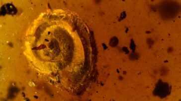 Extraordinaire escargot poilu préhistorique découvert dans un bloc d'ambre vieux de 100 millions d'années 16 Extraordinaire Escargot Poilu Préhistorique Découvert Dans Un Bloc D'ambre Vieux