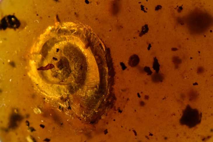 Extraordinaire escargot poilu préhistorique découvert dans un bloc d'ambre vieux de 100 millions d'années 1 Extraordinaire Escargot Poilu Préhistorique Découvert Dans Un Bloc D'ambre Vieux