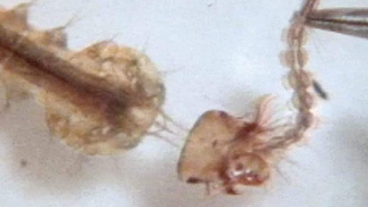 Cette vidéo montre comment les moustiques tuent (et mangent) d'autres moustiques 2 La larve de moustique Psorophora ciliata capture la larve d'Aedes aegypti /