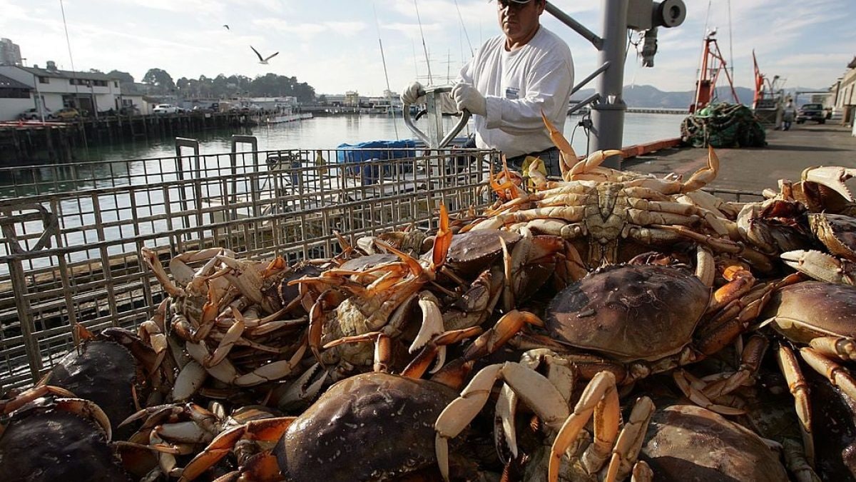 Des milliards de coquillages en moins dans les mers d'Alaska (mais la surpêche n'en est pas la cause) 2 Des milliards de coquillages en moins dans les mers dAlaska