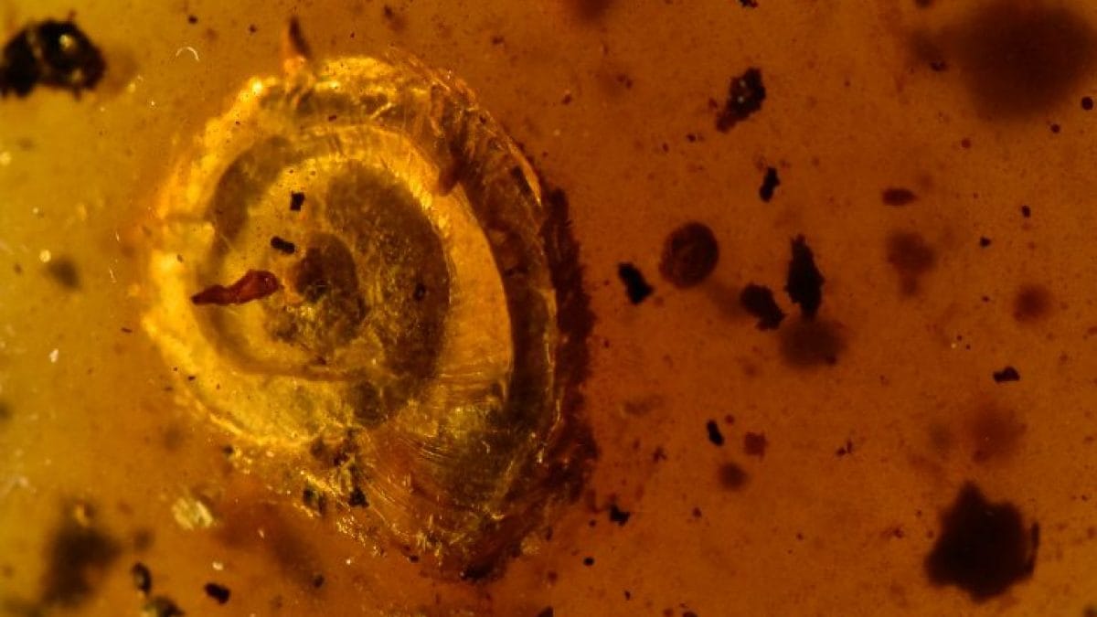 Extraordinaire escargot poilu préhistorique découvert dans un bloc d'ambre vieux de 100 millions d'années 2 Extraordinaire escargot poilu prehistorique decouvert dans un bloc dambre