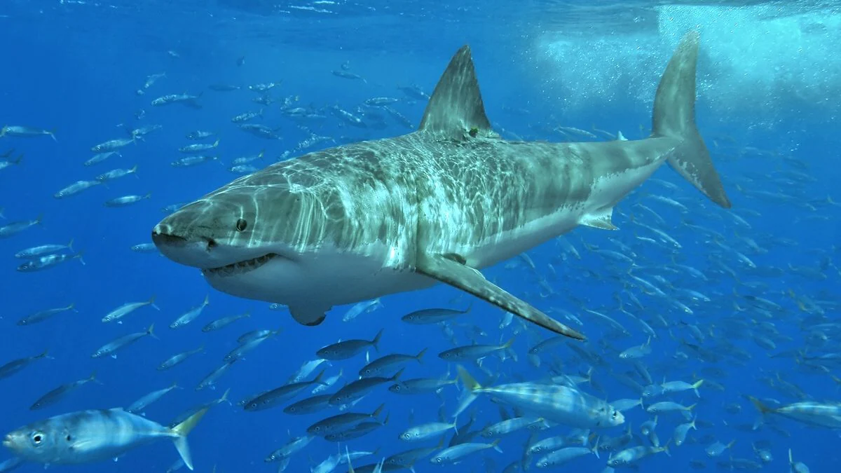 Il échappe à un requin grâce aux dauphins : ainsi un surfeur australien est revenu sain et sauf à terre 2 Il echappe a un requin grace aux dauphins ainsi