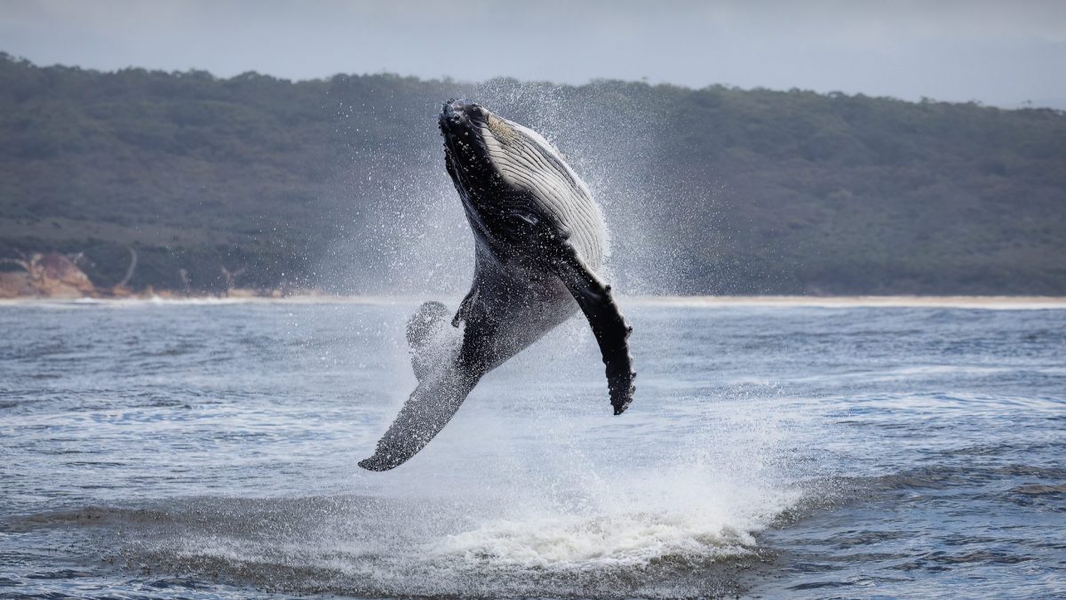La petite baleine saute comme un dauphin à côté de maman - les magnifiques clichés d'Australie 2 Baleine à bosse qui saute. Crédit : Sapphire Coastal Adventures / Facebook