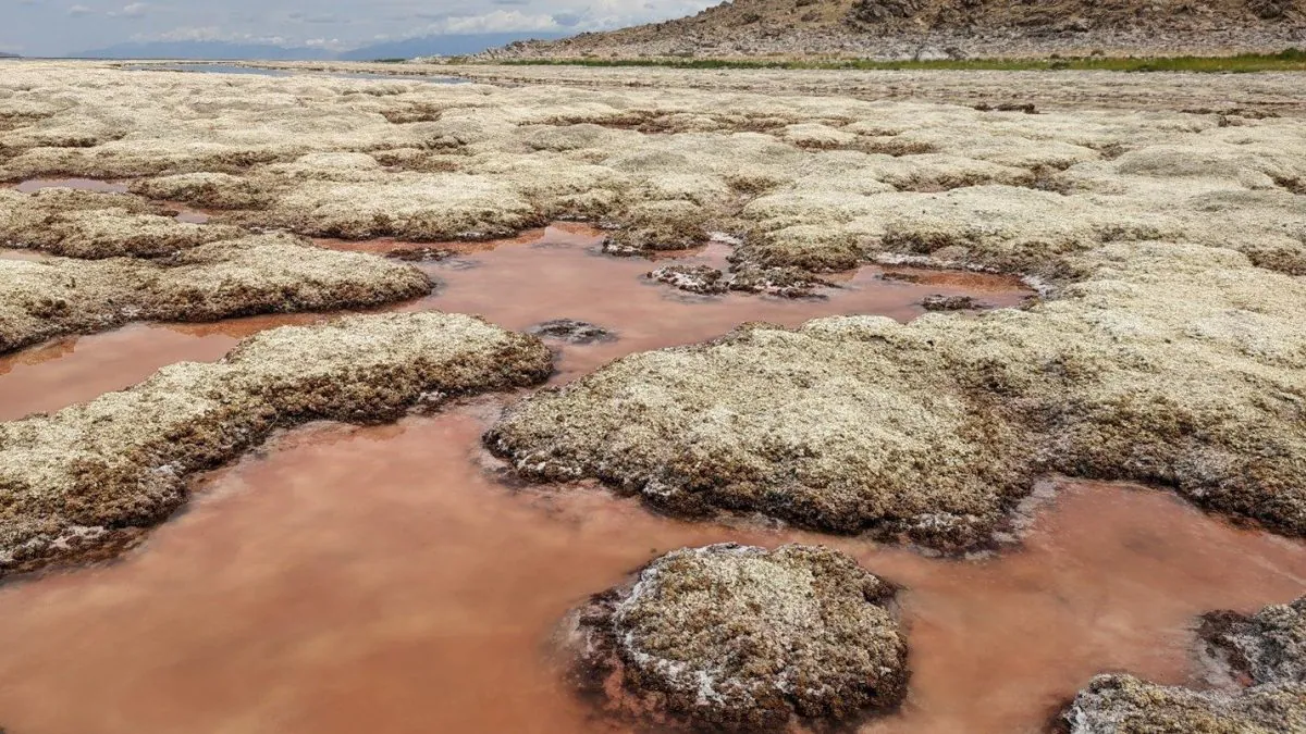 Le précieux écosystème du Grand Lac Salé est sur le point de s'effondrer et ce n'est que la faute de l'homme 2 Crédit : GSA