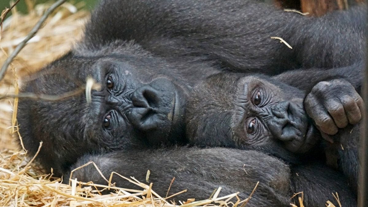 Les populations de vertébrés se sont effondrées de 69% à cause de l'homme : détruites en seulement 50 ans 2 Les populations de vertebres se sont effondrees de 69 a
